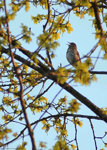 baby finch baby finch
