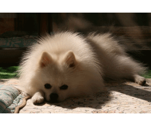 moving doll pomeranians