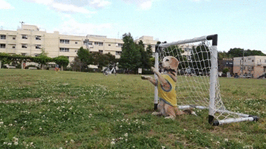 Puppy playing soccer as a goalkeeper.
