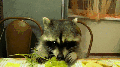 Raccoon Eating GIF - Find & Share on GIPHY