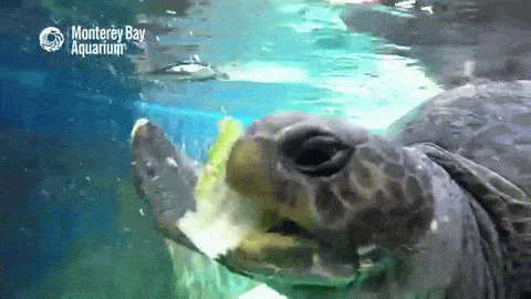 Green Turtles GIFs - Find & Share on GIPHY