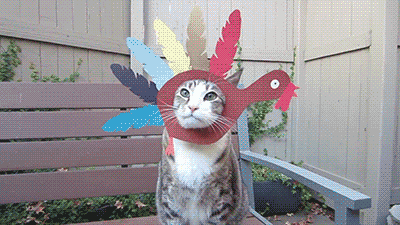 cat eating with turkey on head