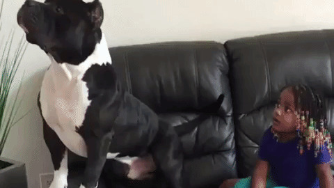 Crazy Dog best Gif