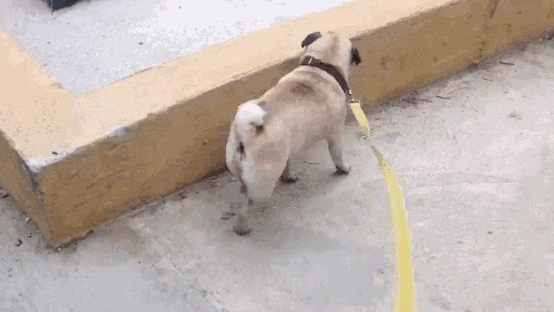Paws GIF - Find & Share on GIPHY