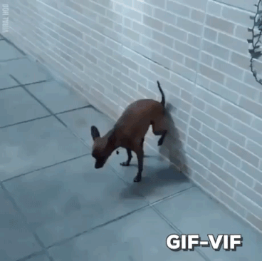 Dont Poo On Floor in funny gifs