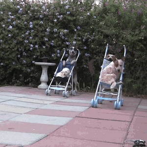 dog baby dogs stroller