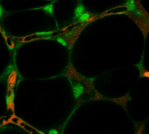 Blood Cell GIF - Find & Share on GIPHY