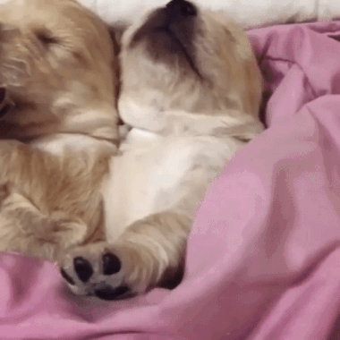 cute little puppies sleeping together