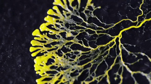 Slime Mold GIF by Science Friday - Find & Share on GIPHY