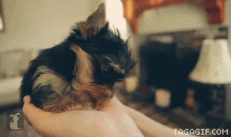 Licking Yorkshire Terrier GIF - Find & Share on GIPHY