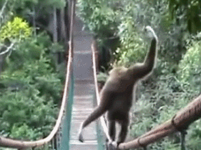 Monkey Bridge GIF