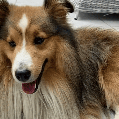 3D Schöne Haustier Hund Auto Aufkleber Mops Samojeden Dackel Hund