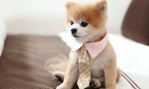 Shiba GIF - Find & Share on GIPHY