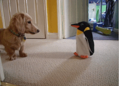 Dog playing with penguin toy