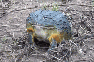 Bullfrog GIFs - Find & Share on GIPHY