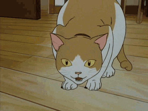 Tv Show Cat GIF Find & Share on GIPHY