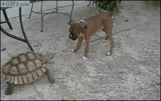 boxer tortoise