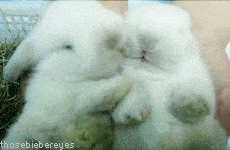 Rabbit Bunny Animated GIF