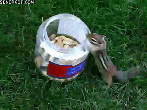chipmunk gif chipmunk gif