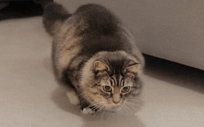 Angry Arches and Scaredy Spines: Why Do Cats Arch Their Backs?