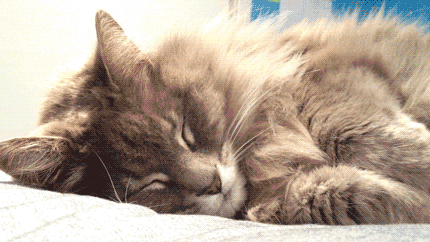 cat sfw tired sleeping