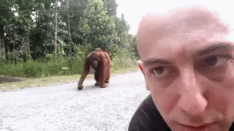  Orang  GIF  Find Share on GIPHY