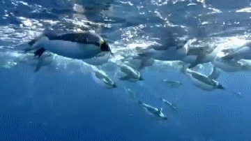 Penguins GIF - Find & Share on GIPHY