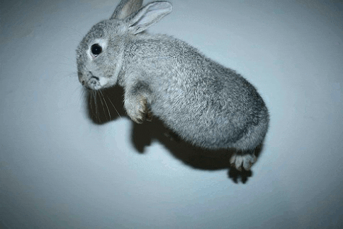 Bunny Cute Kawaii GIF - Find & Share on GIPHY