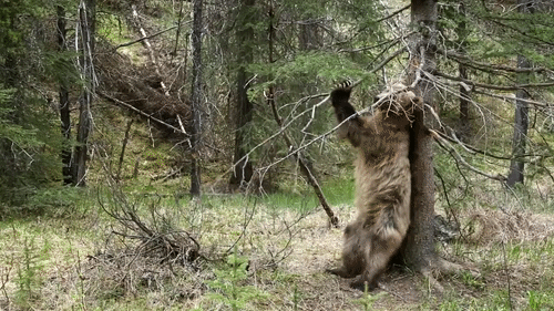 https://media.giphy.com/media/zfGf8cynPF0mA/giphy.gif