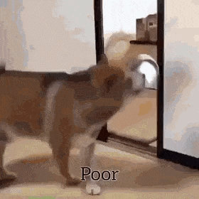 Just stop drinking in dog gifs