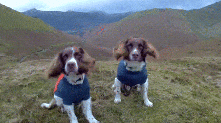 giphy-downsized-large.gif