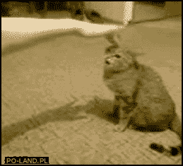 giphy.gif