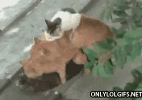 200.gif