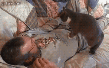 Cat Cpr GIF - Find & Share on GIPHY