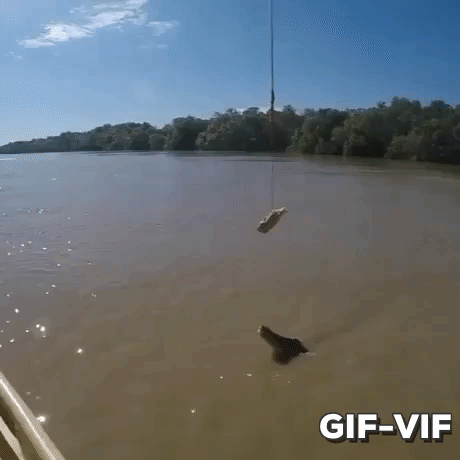 Just A Croc in animals gifs