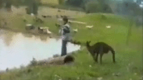 Crazy kangaroo