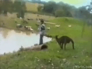 Crazy kangaroo in funny gifs