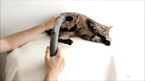Cat Vacuum GIF Find Share On GIPHY