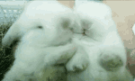 Giphy