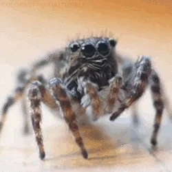 fuzzy spider moving its front legs