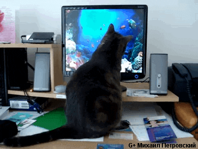 giphy.gif