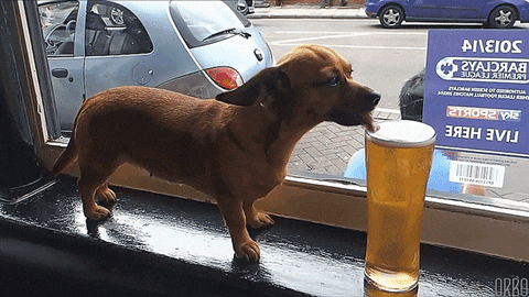 beer chihuahua dachshund national beer day thirsty