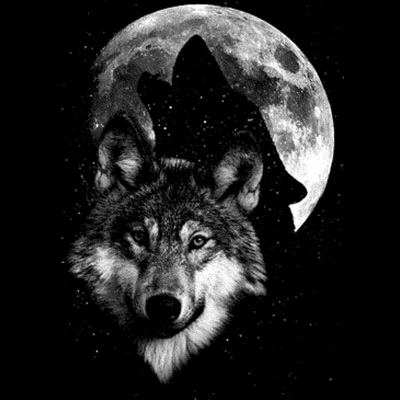 wolf gifs find amp share on giphy wolf gifs find amp share on giphy