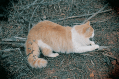 Orange Cat GIFs - Find & Share on GIPHY