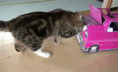 https://media.giphy.com/media/ztEQux5N7sUsE/giphy.gif
