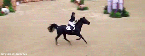 Image result for equestrian gif