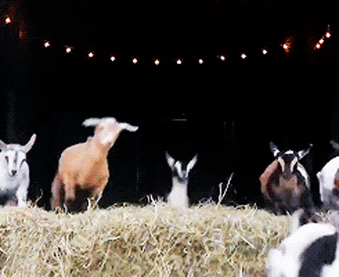 jump goat rad hella rad